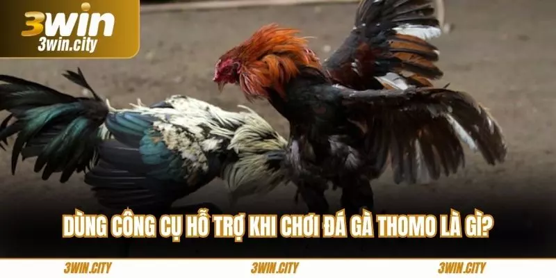Dùng công cụ hỗ trợ khi chơi đá gà thomo là gì?