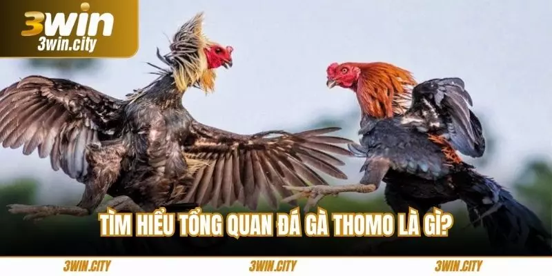Tìm hiểu tổng quan đá gà thomo là gì?
